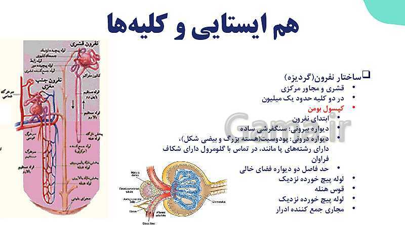 پاورپوینت گفتار 1 فصل 5 زیست دهم: هم ایستایی و کلیه ها- پیش نمایش