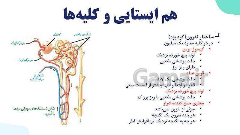 پاورپوینت گفتار 1 فصل 5 زیست دهم: هم ایستایی و کلیه ها- پیش نمایش