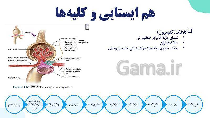 پاورپوینت گفتار 1 فصل 5 زیست دهم: هم ایستایی و کلیه ها- پیش نمایش