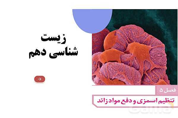 پاورپوینت گفتار 2 فصل 5 زیست دهم: تشکیل ادرار و تخلیه آن- پیش نمایش