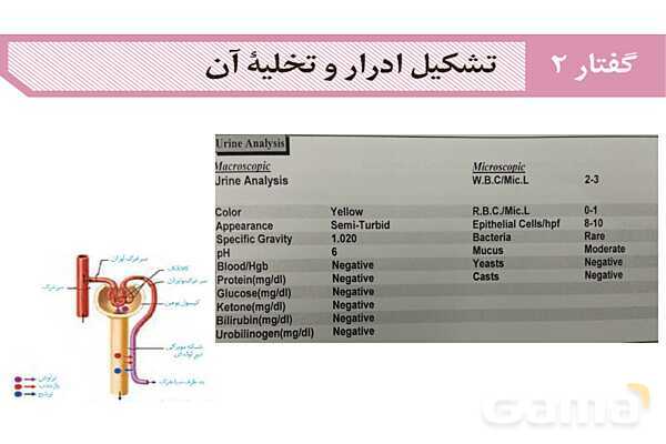 پاورپوینت گفتار 2 فصل 5 زیست دهم: تشکیل ادرار و تخلیه آن- پیش نمایش