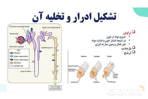 پاورپوینت گفتار 2 فصل 5 زیست دهم: تشکیل ادرار و تخلیه آن- پیش نمایش