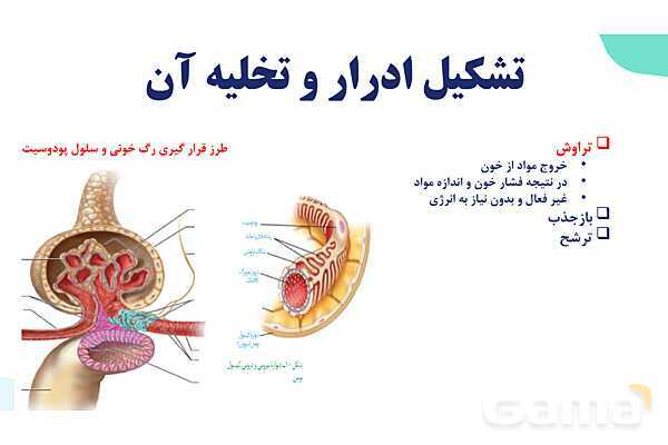پاورپوینت گفتار 2 فصل 5 زیست دهم: تشکیل ادرار و تخلیه آن- پیش نمایش