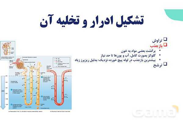 پاورپوینت گفتار 2 فصل 5 زیست دهم: تشکیل ادرار و تخلیه آن- پیش نمایش