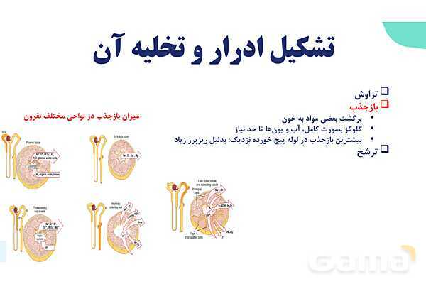 پاورپوینت گفتار 2 فصل 5 زیست دهم: تشکیل ادرار و تخلیه آن- پیش نمایش