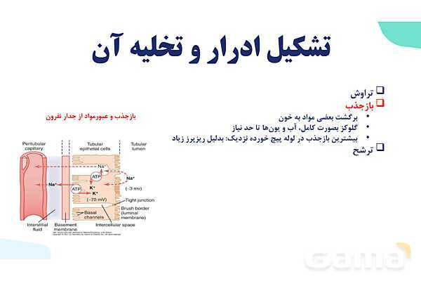 پاورپوینت گفتار 2 فصل 5 زیست دهم: تشکیل ادرار و تخلیه آن- پیش نمایش