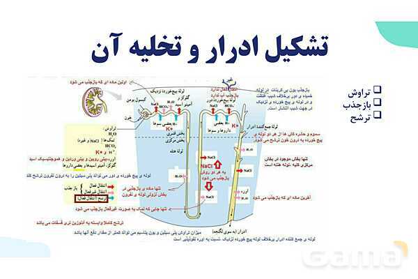 پاورپوینت گفتار 2 فصل 5 زیست دهم: تشکیل ادرار و تخلیه آن- پیش نمایش