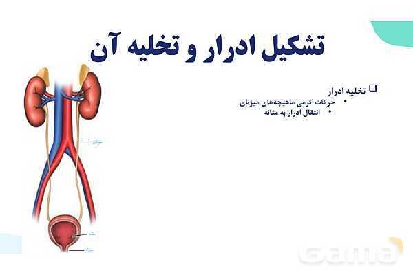 پاورپوینت گفتار 2 فصل 5 زیست دهم: تشکیل ادرار و تخلیه آن- پیش نمایش