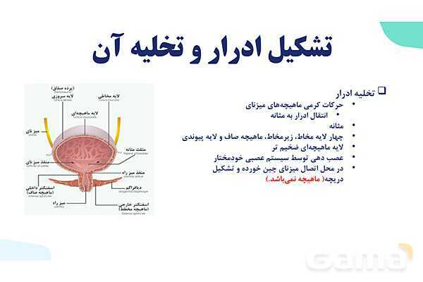 پاورپوینت گفتار 2 فصل 5 زیست دهم: تشکیل ادرار و تخلیه آن- پیش نمایش