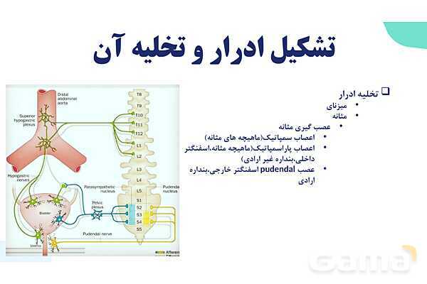 پاورپوینت گفتار 2 فصل 5 زیست دهم: تشکیل ادرار و تخلیه آن- پیش نمایش