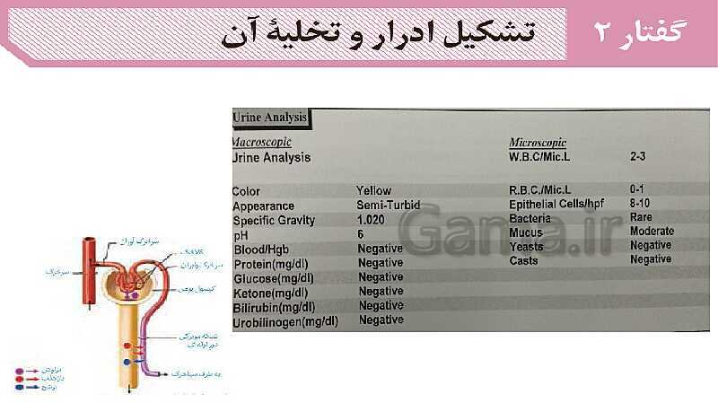 پاورپوینت گفتار 2 فصل 5 زیست دهم: تشکیل ادرار و تخلیه آن- پیش نمایش