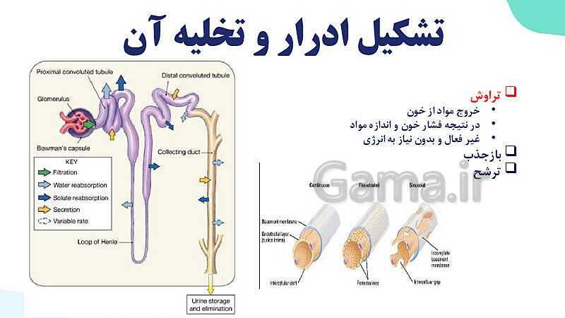 پاورپوینت گفتار 2 فصل 5 زیست دهم: تشکیل ادرار و تخلیه آن- پیش نمایش