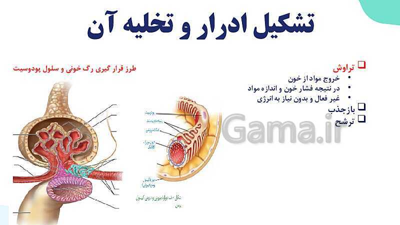 پاورپوینت گفتار 2 فصل 5 زیست دهم: تشکیل ادرار و تخلیه آن- پیش نمایش