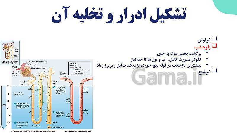 پاورپوینت گفتار 2 فصل 5 زیست دهم: تشکیل ادرار و تخلیه آن- پیش نمایش