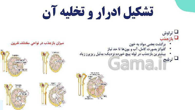 پاورپوینت گفتار 2 فصل 5 زیست دهم: تشکیل ادرار و تخلیه آن- پیش نمایش