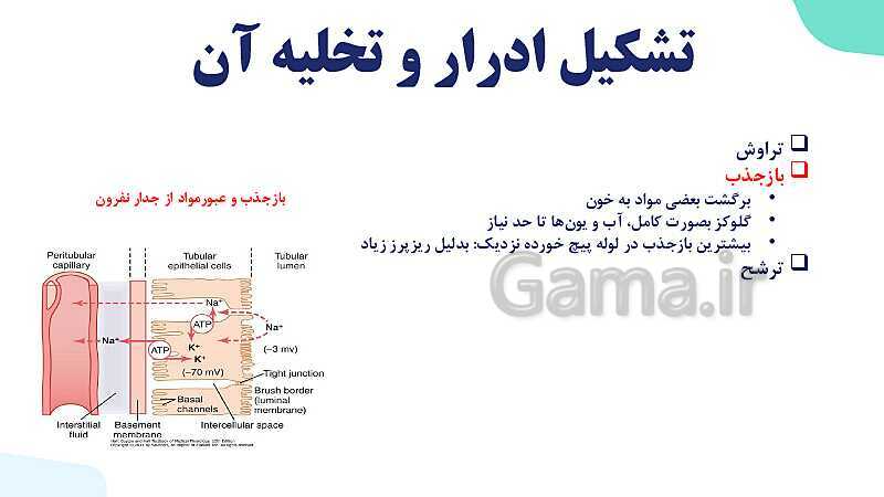 پاورپوینت گفتار 2 فصل 5 زیست دهم: تشکیل ادرار و تخلیه آن- پیش نمایش