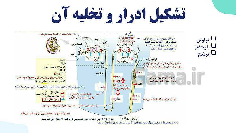 پاورپوینت گفتار 2 فصل 5 زیست دهم: تشکیل ادرار و تخلیه آن- پیش نمایش