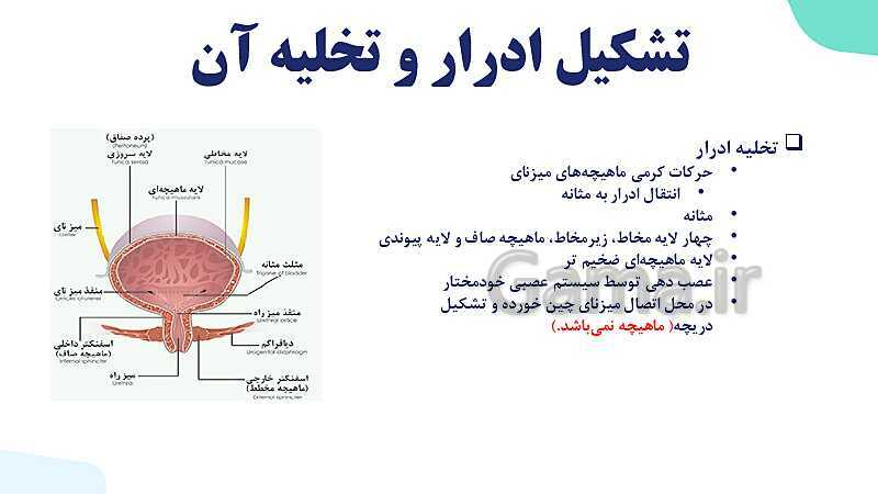 پاورپوینت گفتار 2 فصل 5 زیست دهم: تشکیل ادرار و تخلیه آن- پیش نمایش