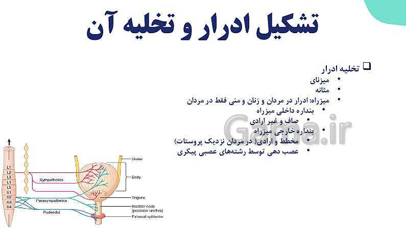 پاورپوینت گفتار 2 فصل 5 زیست دهم: تشکیل ادرار و تخلیه آن- پیش نمایش