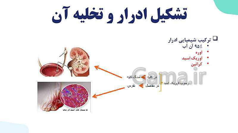 پاورپوینت گفتار 2 فصل 5 زیست دهم: تشکیل ادرار و تخلیه آن- پیش نمایش