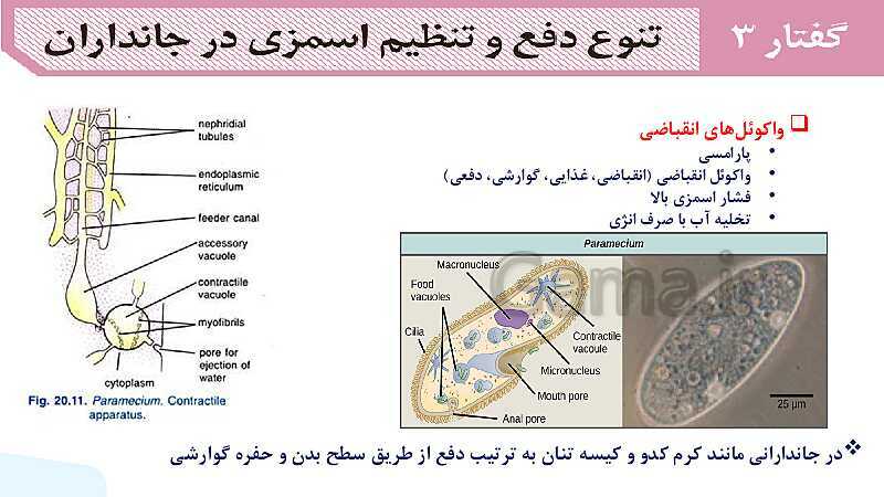 پاورپوینت گفتار 3 فصل 5 زیست دهم: تنوع دفع و تنظیم اسمزی در جانداران- پیش نمایش