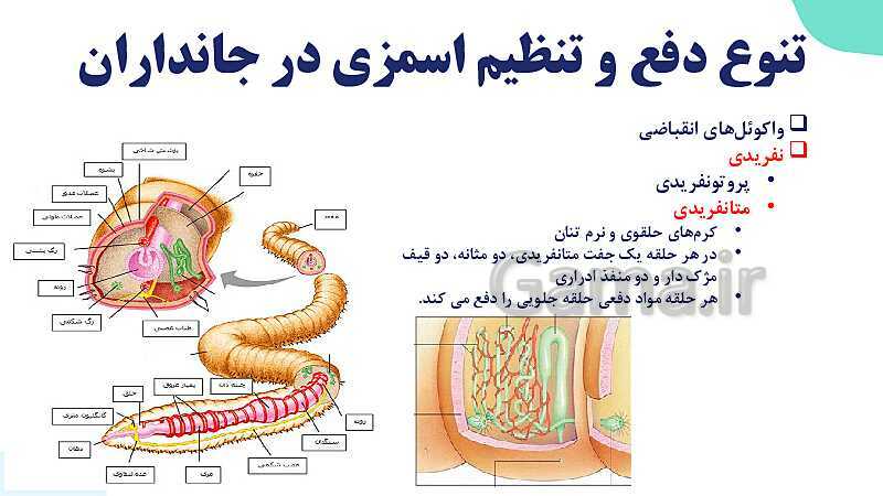 پاورپوینت گفتار 3 فصل 5 زیست دهم: تنوع دفع و تنظیم اسمزی در جانداران- پیش نمایش