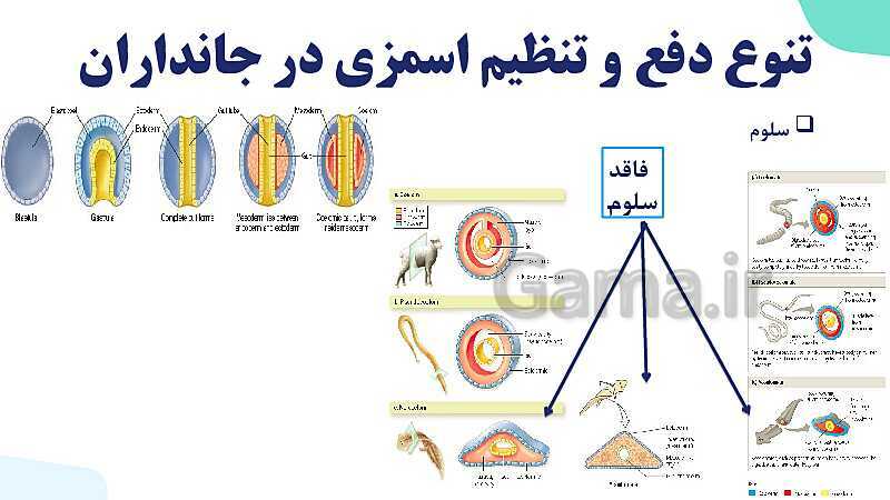 پاورپوینت گفتار 3 فصل 5 زیست دهم: تنوع دفع و تنظیم اسمزی در جانداران- پیش نمایش