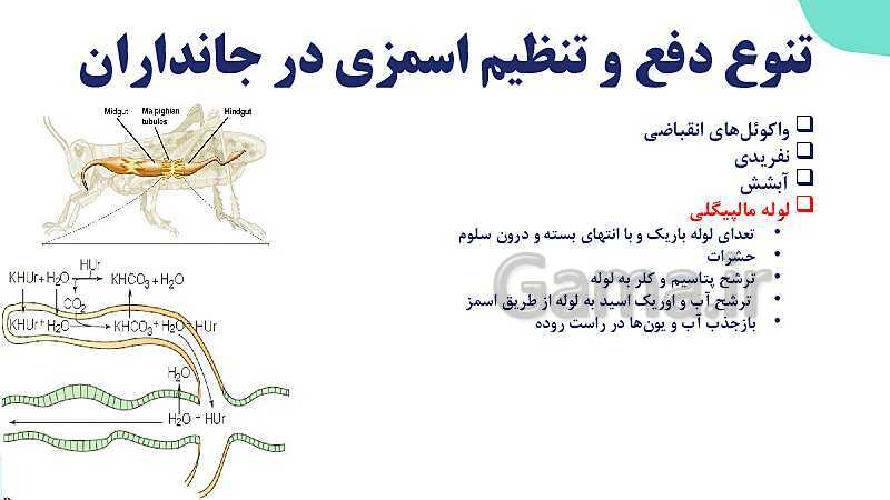 پاورپوینت گفتار 3 فصل 5 زیست دهم: تنوع دفع و تنظیم اسمزی در جانداران- پیش نمایش