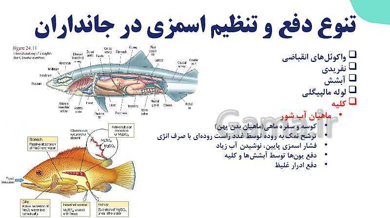 پاورپوینت گفتار 3 فصل 5 زیست دهم: تنوع دفع و تنظیم اسمزی در جانداران- پیش نمایش