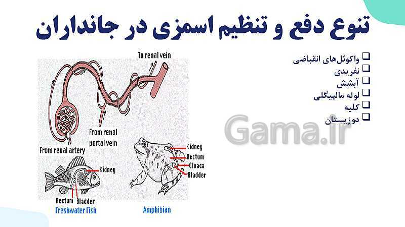 پاورپوینت گفتار 3 فصل 5 زیست دهم: تنوع دفع و تنظیم اسمزی در جانداران- پیش نمایش