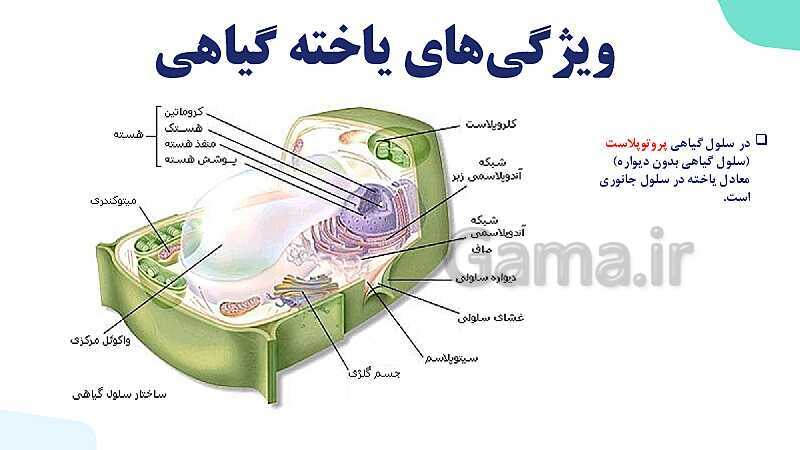 پاورپوینت گفتار 1 فصل 6 زیست دهم: ویژگی های یاخته گیاهی- پیش نمایش