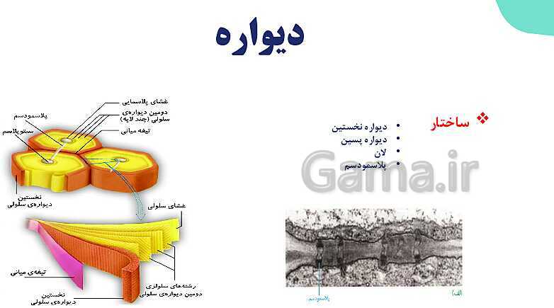 پاورپوینت گفتار 1 فصل 6 زیست دهم: ویژگی های یاخته گیاهی- پیش نمایش