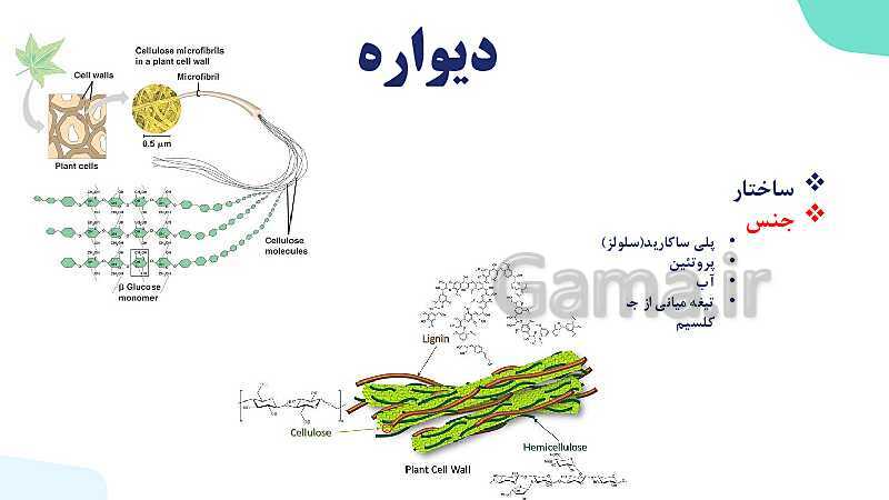 پاورپوینت گفتار 1 فصل 6 زیست دهم: ویژگی های یاخته گیاهی- پیش نمایش