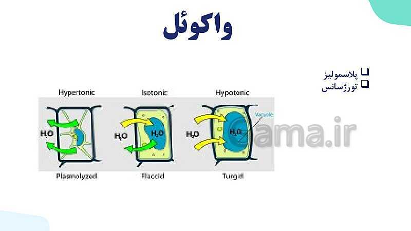 پاورپوینت گفتار 1 فصل 6 زیست دهم: ویژگی های یاخته گیاهی- پیش نمایش