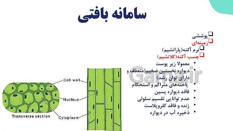 پاورپوینت گفتار 2 فصل 6 زیست دهم: سامانه بافتی- پیش نمایش