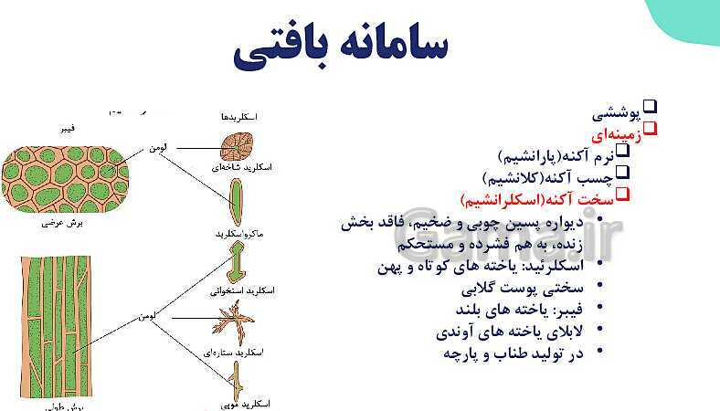 پاورپوینت گفتار 2 فصل 6 زیست دهم: سامانه بافتی- پیش نمایش