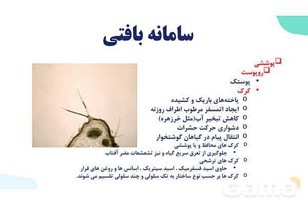 پاورپوینت گفتار 2 فصل 6 زیست دهم: سامانه بافتی- پیش نمایش