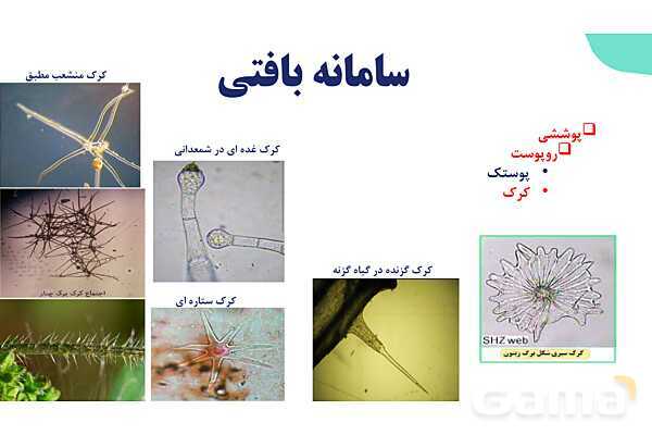 پاورپوینت گفتار 2 فصل 6 زیست دهم: سامانه بافتی- پیش نمایش
