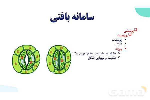 پاورپوینت گفتار 2 فصل 6 زیست دهم: سامانه بافتی- پیش نمایش