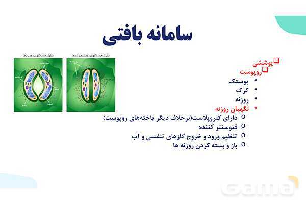 پاورپوینت گفتار 2 فصل 6 زیست دهم: سامانه بافتی- پیش نمایش