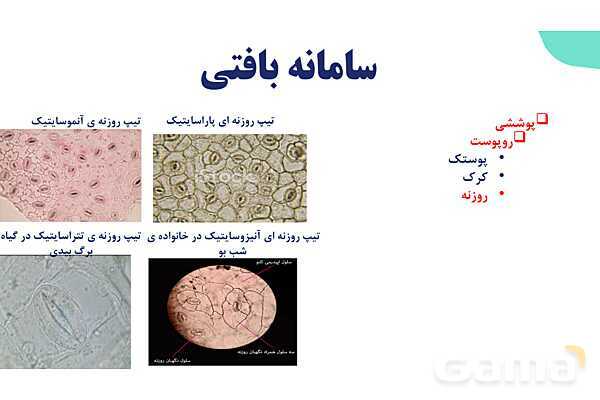 پاورپوینت گفتار 2 فصل 6 زیست دهم: سامانه بافتی- پیش نمایش