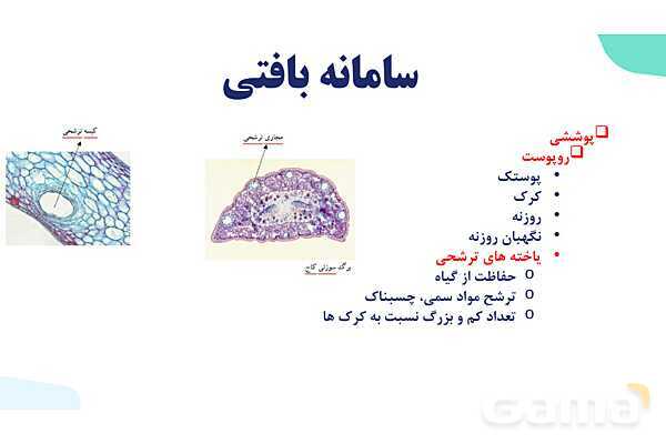 پاورپوینت گفتار 2 فصل 6 زیست دهم: سامانه بافتی- پیش نمایش