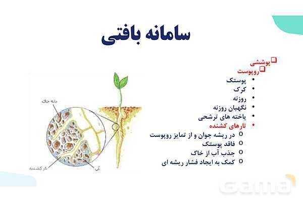 پاورپوینت گفتار 2 فصل 6 زیست دهم: سامانه بافتی- پیش نمایش