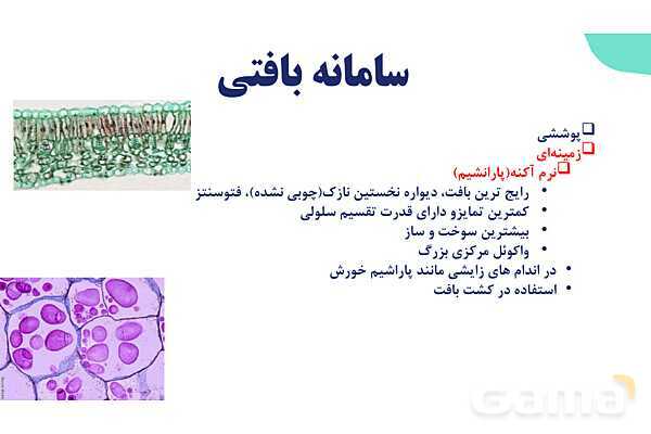 پاورپوینت گفتار 2 فصل 6 زیست دهم: سامانه بافتی- پیش نمایش