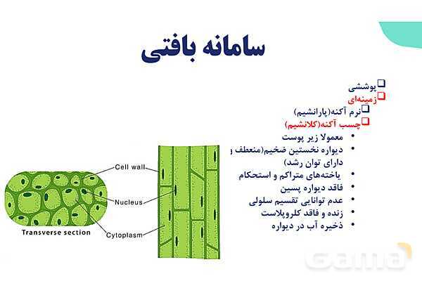 پاورپوینت گفتار 2 فصل 6 زیست دهم: سامانه بافتی- پیش نمایش