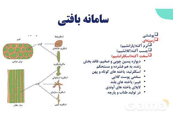 پاورپوینت گفتار 2 فصل 6 زیست دهم: سامانه بافتی- پیش نمایش