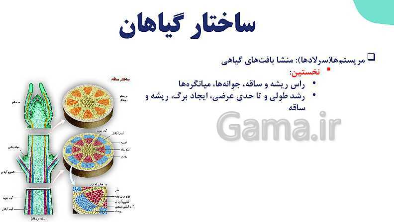 پاورپوینت گفتار 3 فصل 6 زیست دهم: ساختار گیاهان- پیش نمایش