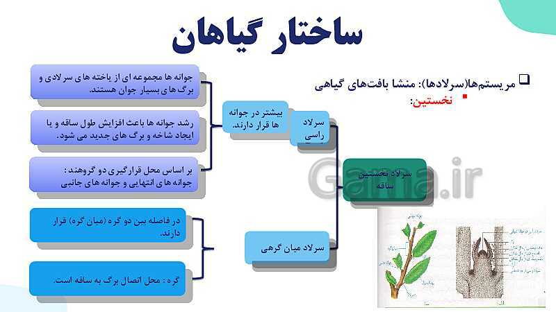 پاورپوینت گفتار 3 فصل 6 زیست دهم: ساختار گیاهان- پیش نمایش