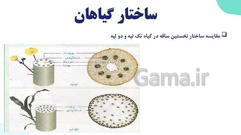 پاورپوینت گفتار 3 فصل 6 زیست دهم: ساختار گیاهان- پیش نمایش