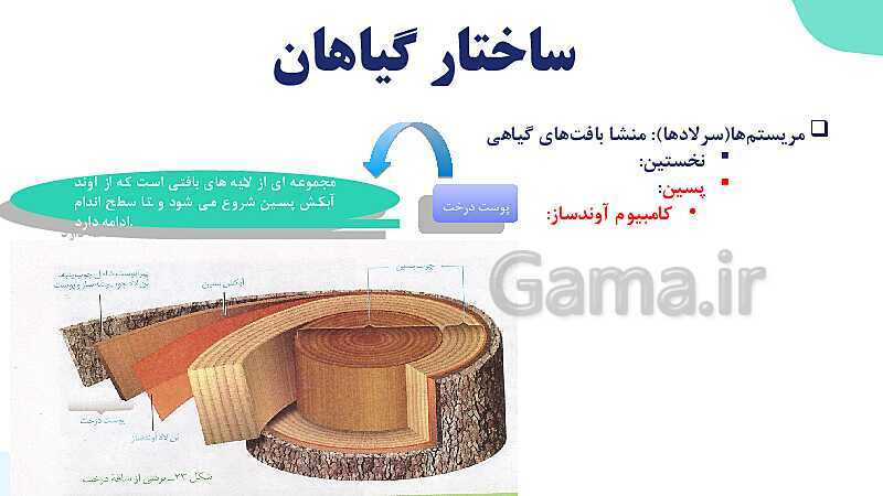 پاورپوینت گفتار 3 فصل 6 زیست دهم: ساختار گیاهان- پیش نمایش